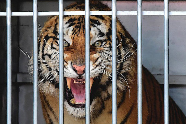 Tiger Cage Escape
