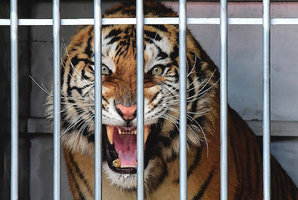 Квест Tiger Cage Escape