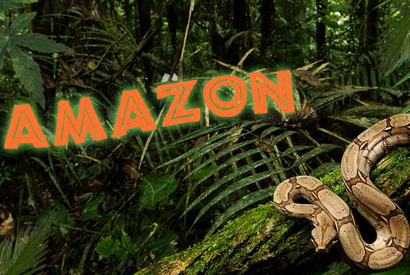 Amazonas (TRAP Medellín) Escape Room