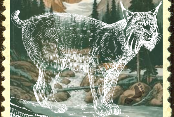 Colorado's Missing Lynx